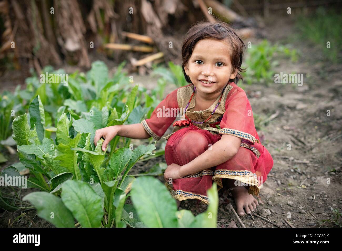 A young girl picks leafy green vegetables in her family's garden in Bihar, India, South Asia. Stock Photo