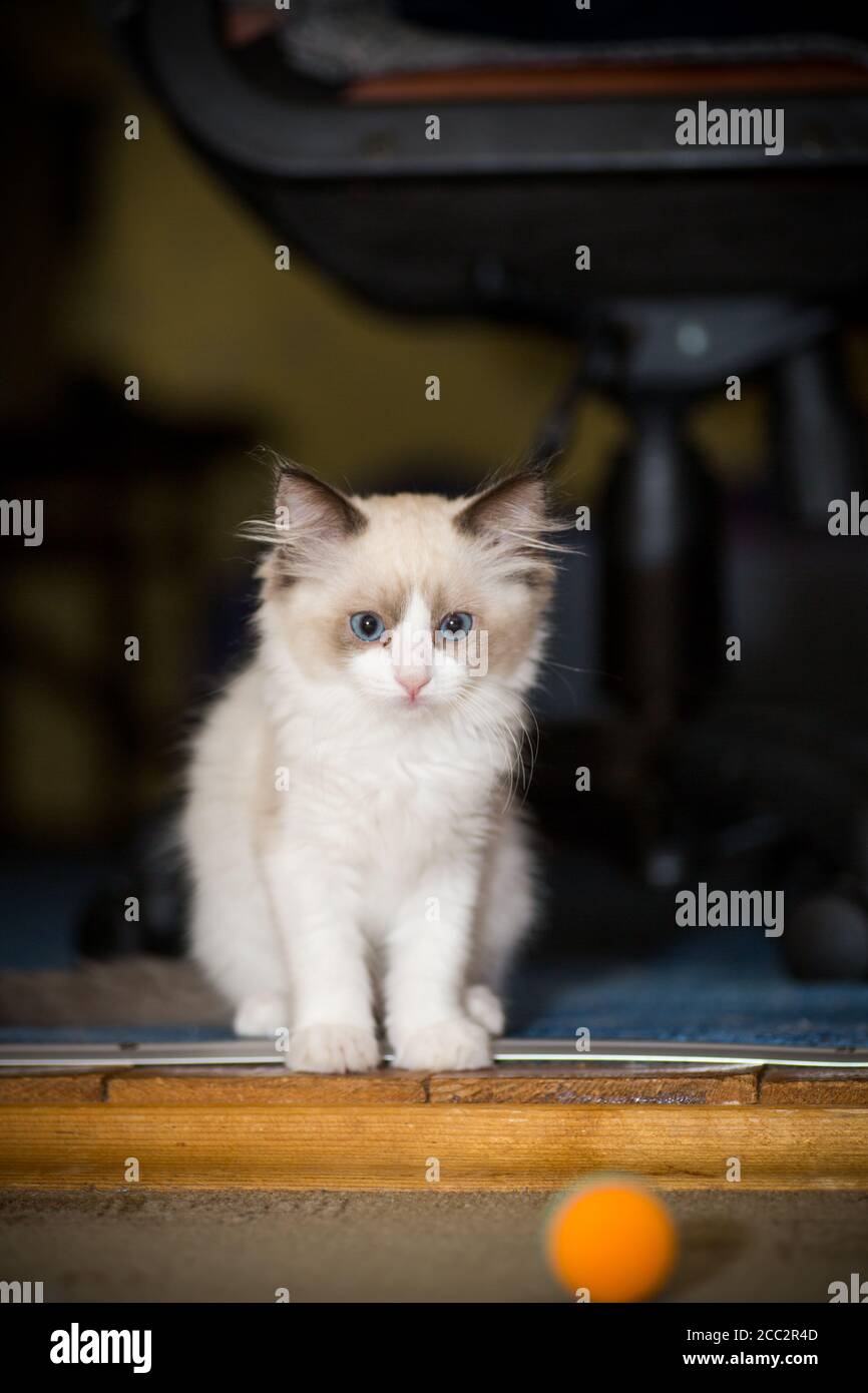 two month old Ragdoll kitten at home Stock Photo - Alamy