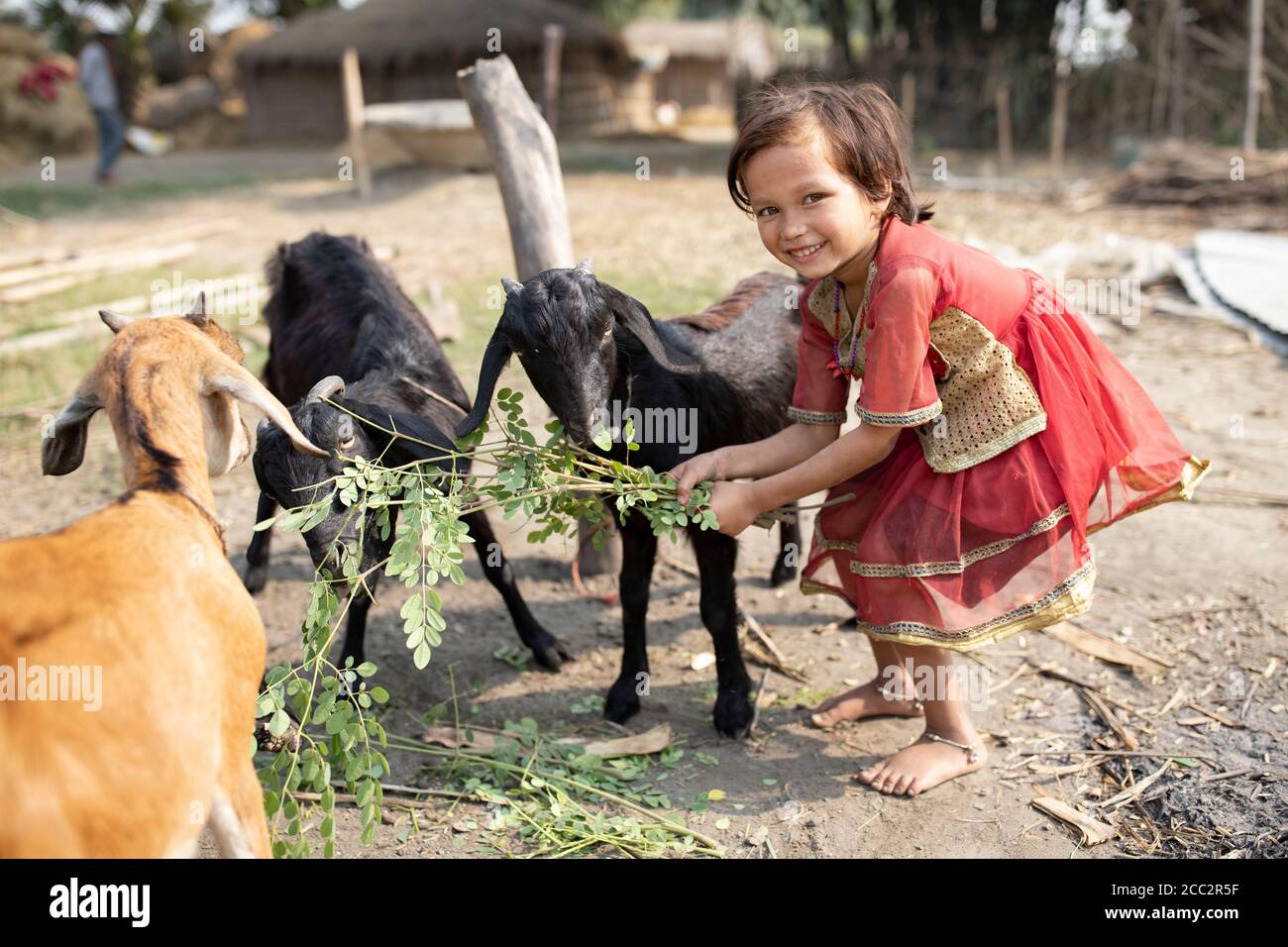 A young girl, age 6, feeds her family’s goats outside their home in West Champaran District, Bihar, India. Stock Photo