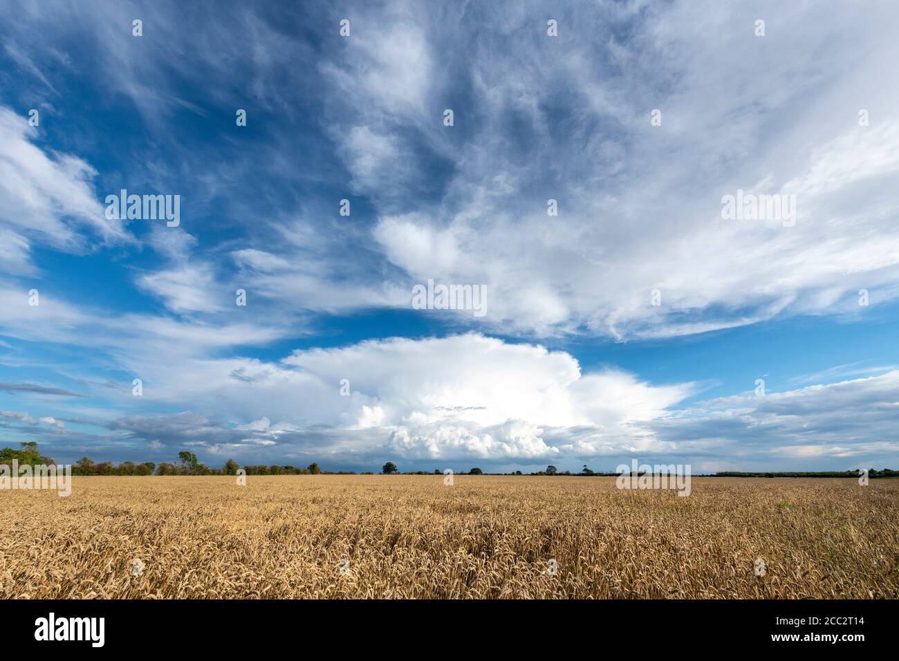Willingham Cambridgeshire, UK. 17th Aug, 2020. The flat agricultural landscape of the Cambridgeshire Fens and big skies showcase spectacular storm clouds as thunderstorms and showers continue to affect the East Anglia weather today. Credit: Julian Eales/Alamy Live News Stock Photo