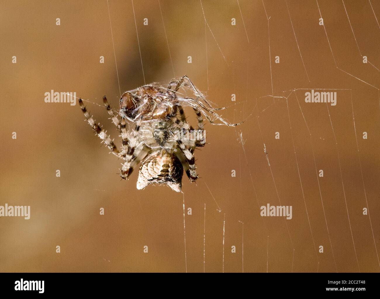 A Cross Orbweaver spider, raneus diadematus, hanging in its web and wrapping a red ant it has bitten in silk, on the side of a wooden house in central Stock Photo