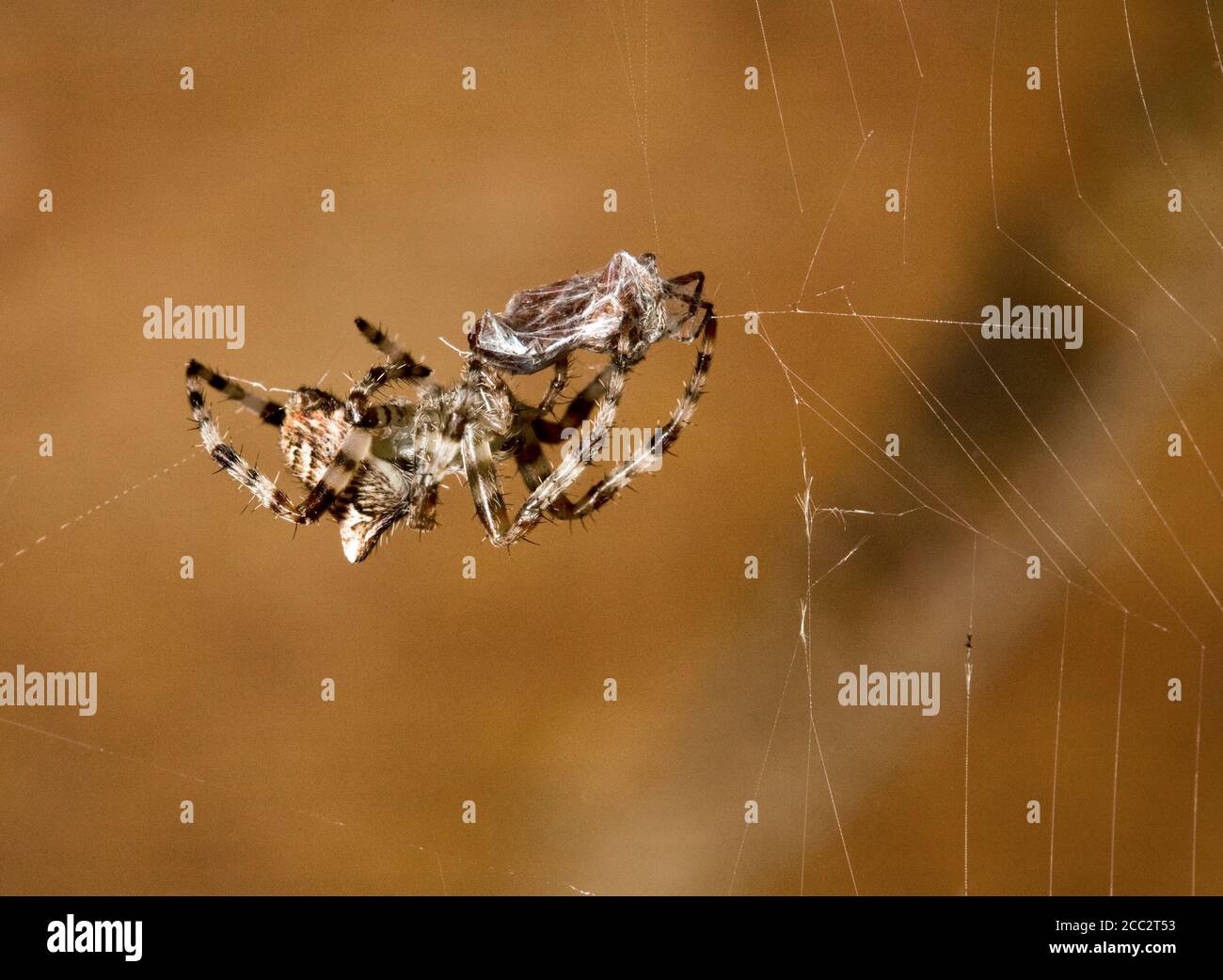 A Cross Orbweaver spider, raneus diadematus, hanging in its web, on the side of a wooden house in central Oregon. Stock Photo