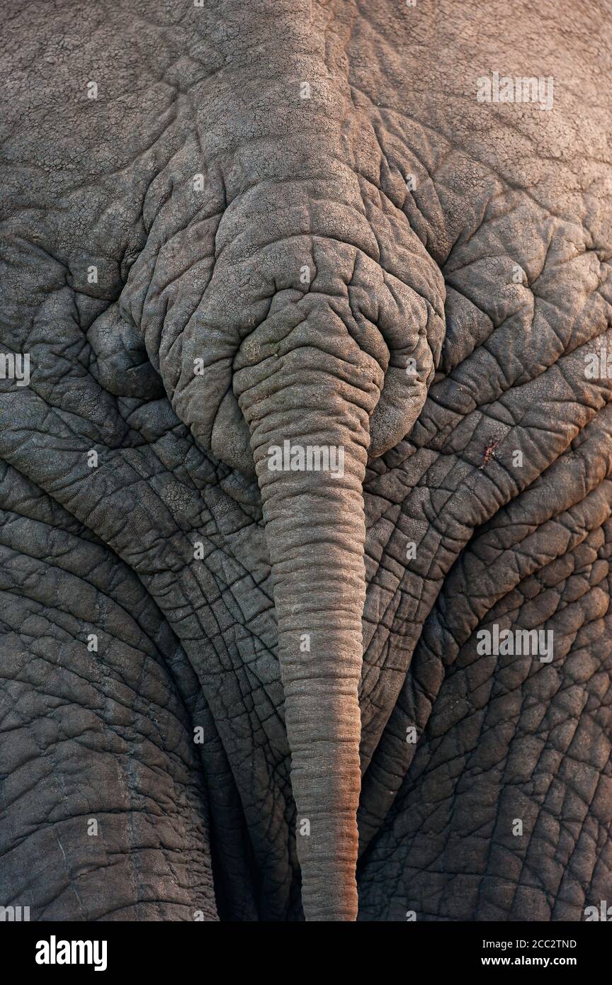 Skin and tail detail of an African Elephant Loxodonta africana  Kruger National Park, South Africa Stock Photo