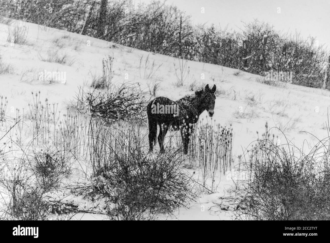 Standing Horse in Heavy Snowfall Stock Photo