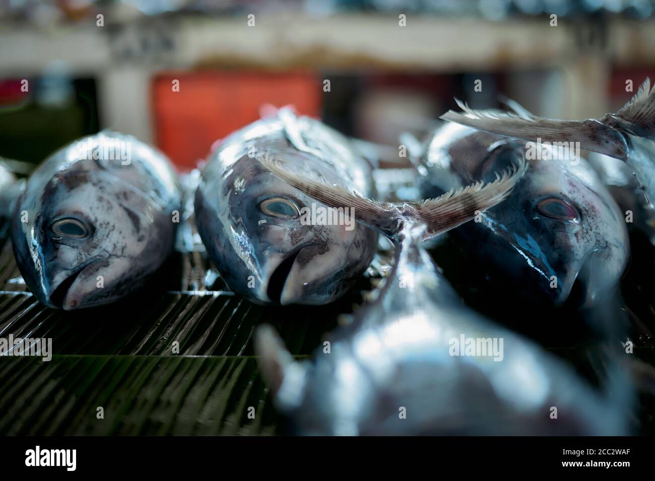 Fresh Tuna Fish sale at Indonesian traditional seafood market Stock