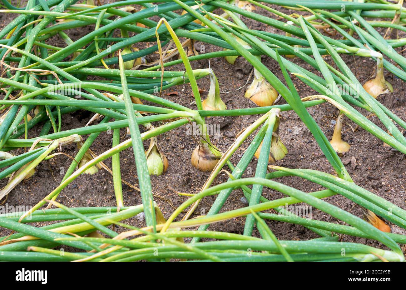 Onion harvest on the field. Onion plantation in the vegetable garden agriculture. Ripe onion. Stock Photo