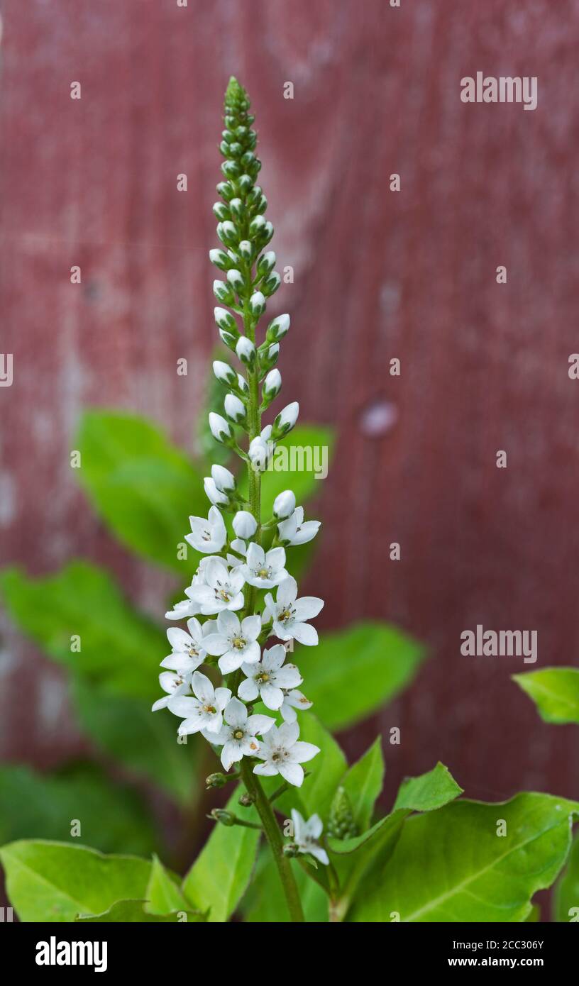 White flowers of the Lysimachia clethroides (Duby) plant growing in a Northumberland garden, UK. Stock Photo