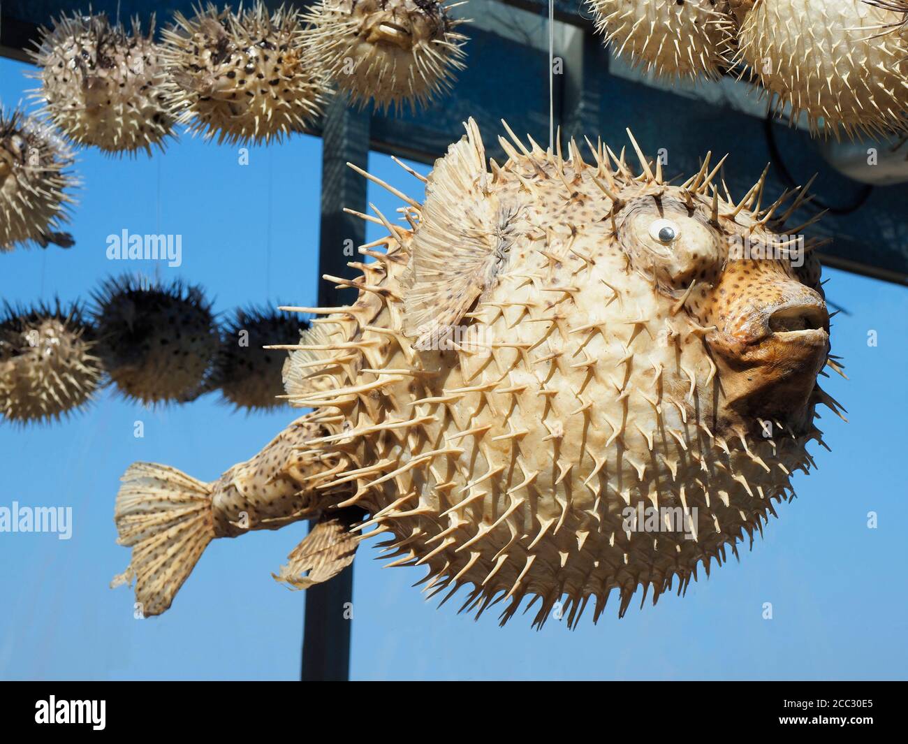 Dried Puffer Fish in Crete Sold as Souvenirs Stock Photo