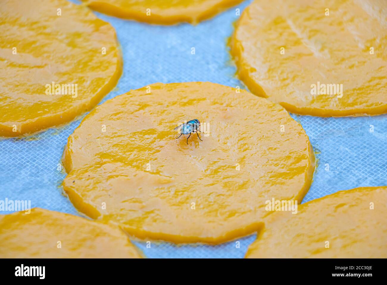 A fly taste the yellow round slice of drying mango, Thai countryside. Stock Photo