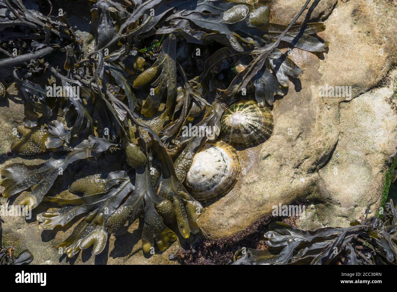 seaweed and Shells on a tideland rock Stock Photo Alamy