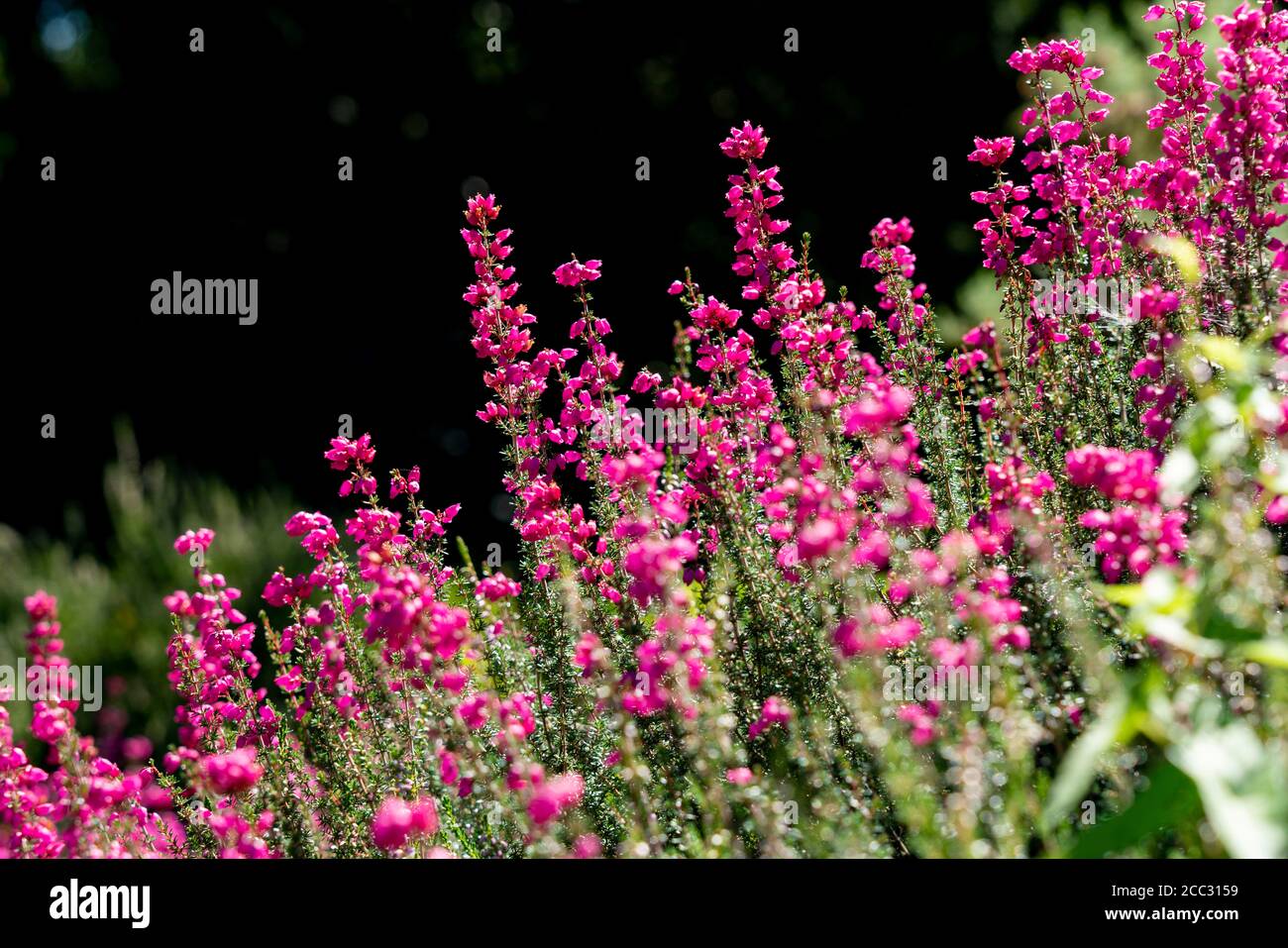 The Grugapark, Heidegarten, blooming grey heath, Erica Cinerea, in Essen, NRW, Germany Stock Photo
