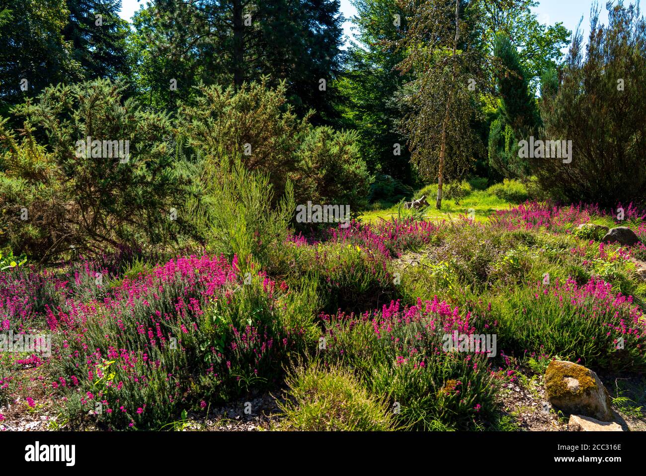 The Grugapark, Heidegarten, blooming grey heath, Erica Cinerea, in Essen, NRW, Germany Stock Photo