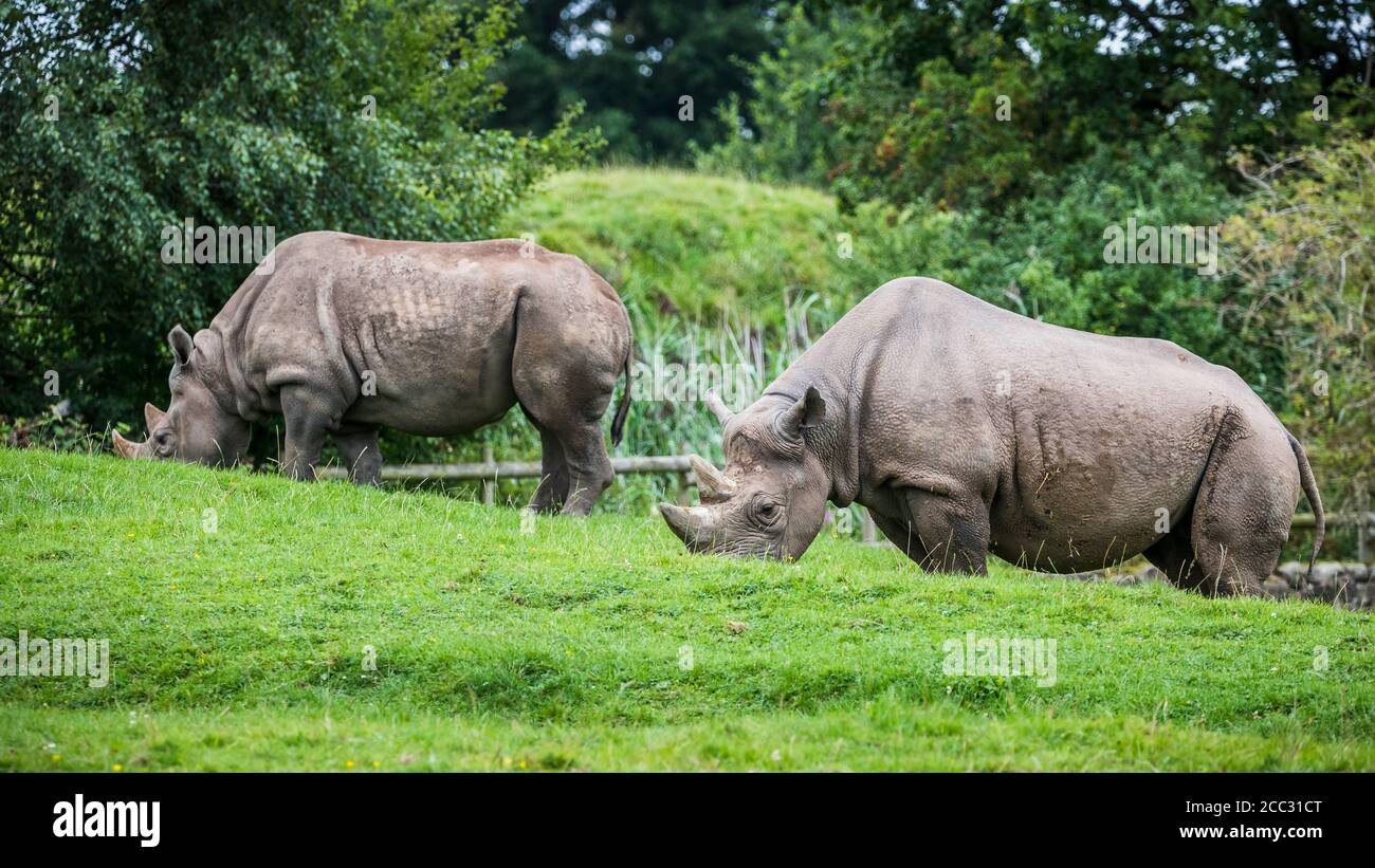 Two East African black rhinoceros grazing on lush green grass. Stock Photo