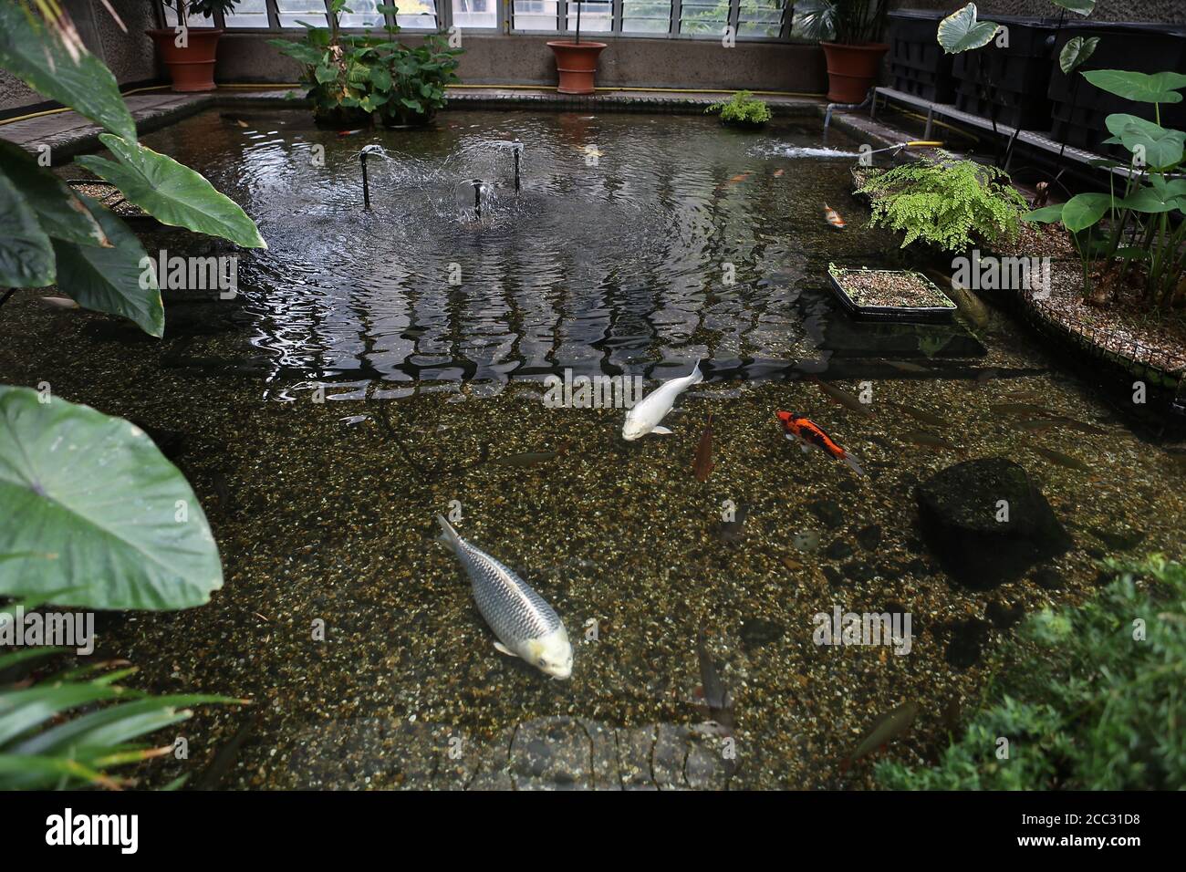 Ghost Koi High Resolution Stock Photography And Images Alamy