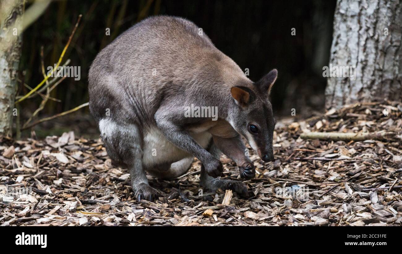 Dusky pademelon hi-res stock photography and images - Alamy