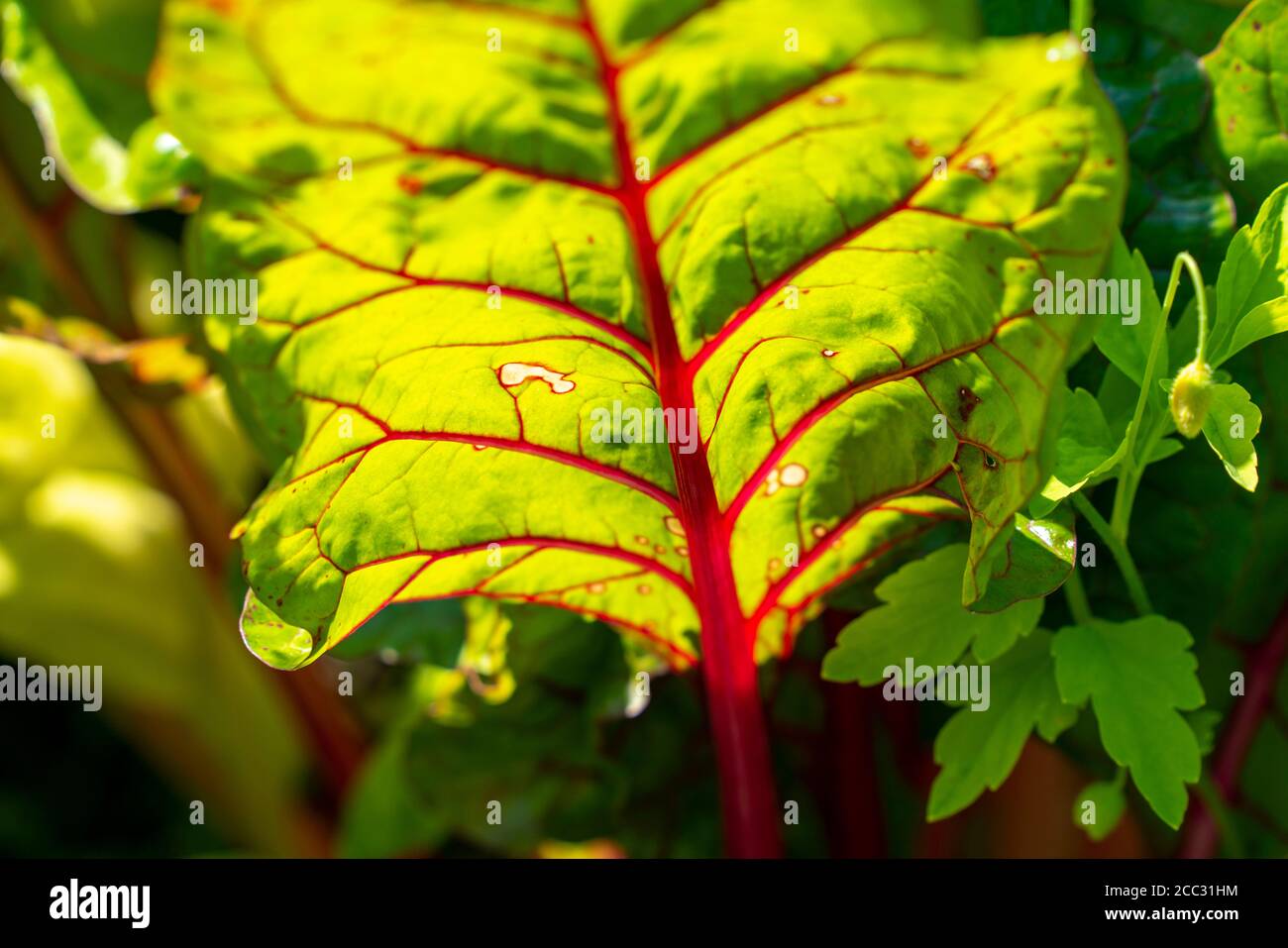 Swiss chard, Beta vulgaris, vegetable plant, Stock Photo