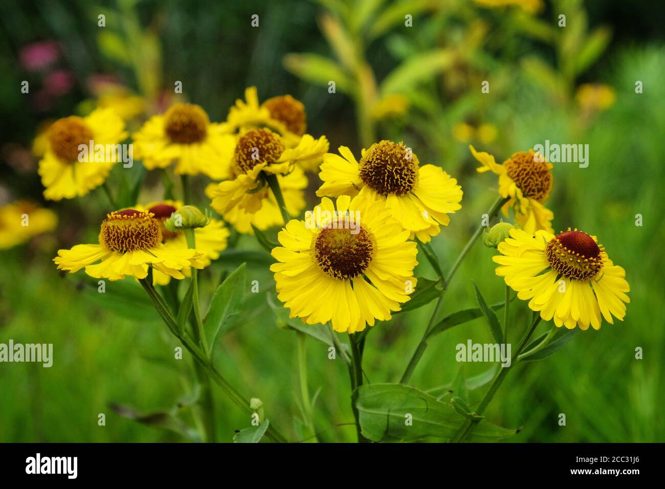 Bright yellow helenium sneezeweed in flower Stock Photo - Alamy