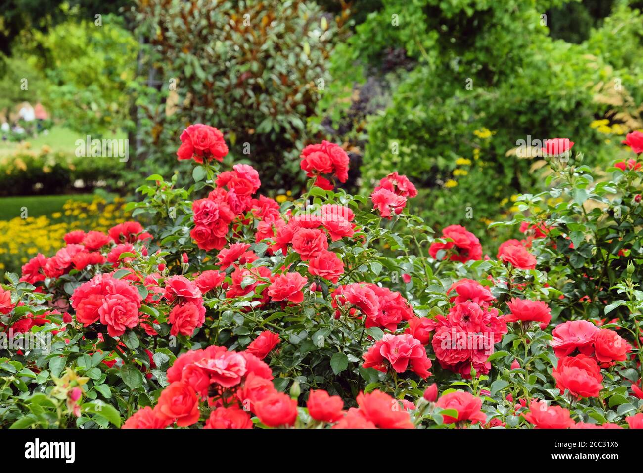 Flower carpet bush rose hires stock photography and images Alamy