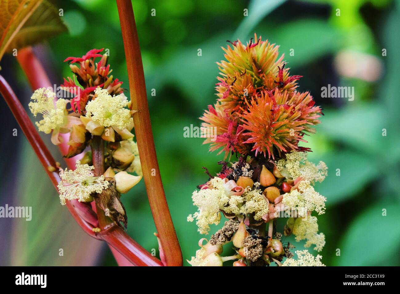Caster oil plant, Ricinus communis, 'Impala' in flower Stock Photo