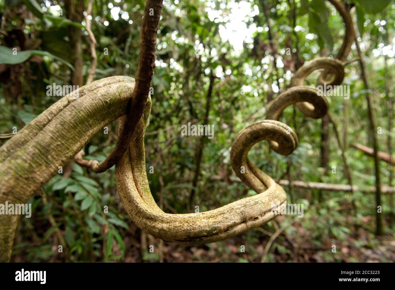 Branch winding hires stock photography and images Alamy