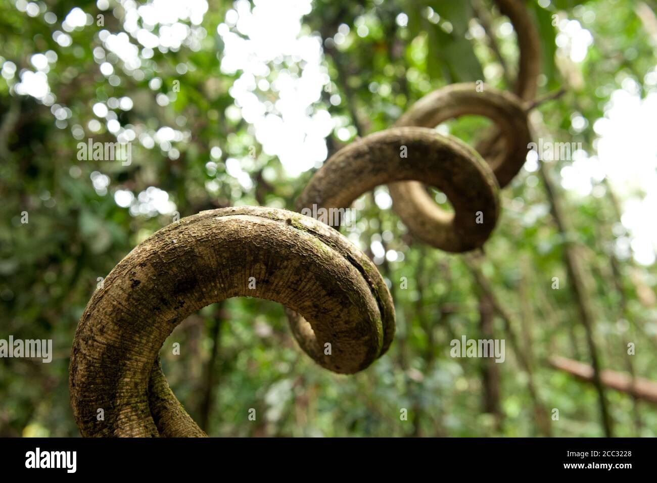 A winding vine or branch in the amazon rainforest Stock Photo Alamy