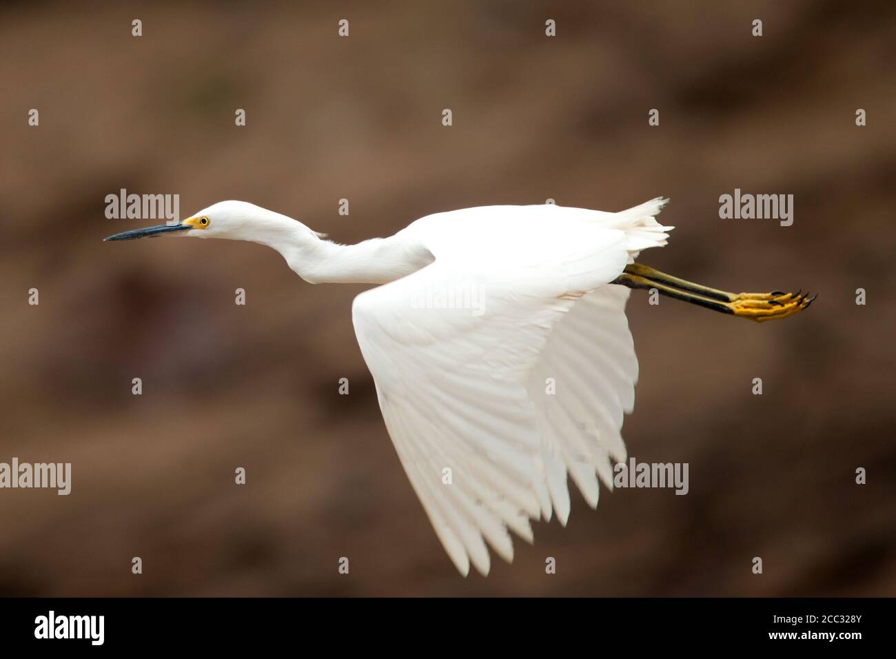 A Snowy Egret flying (Egretta thula) Stock Photo