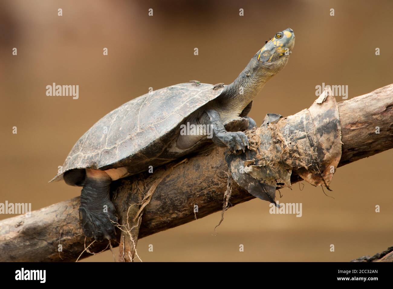 A Yellow-spotted South American River Turtle (Podocnemis unifilis) rests on a branch above the Napo River in the Ecuadorian Amazon Stock Photo