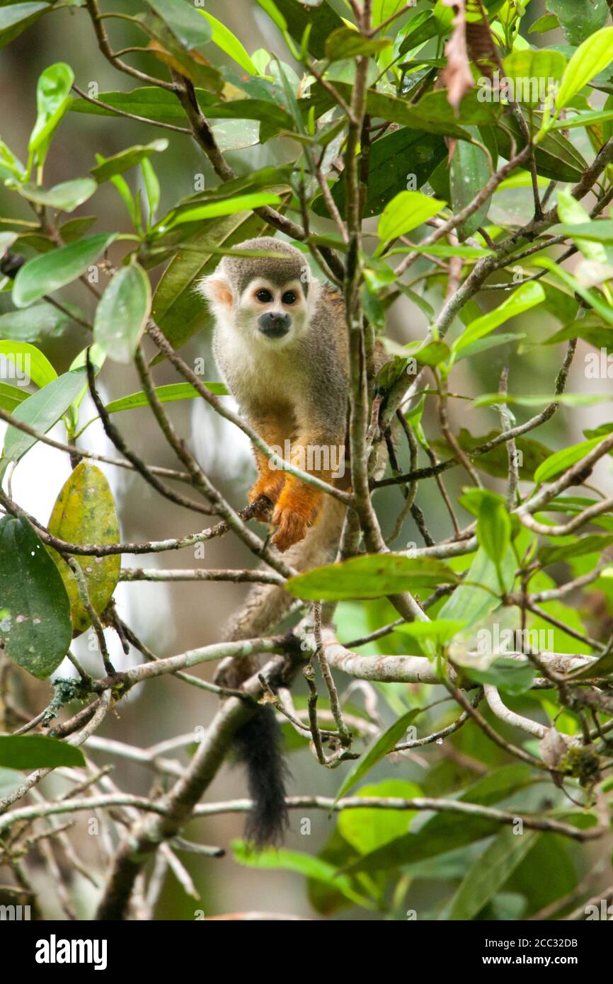 A Squirrel Monkey (Saimiri spp) in Yasuni National Park, Ecuador Stock Photo
