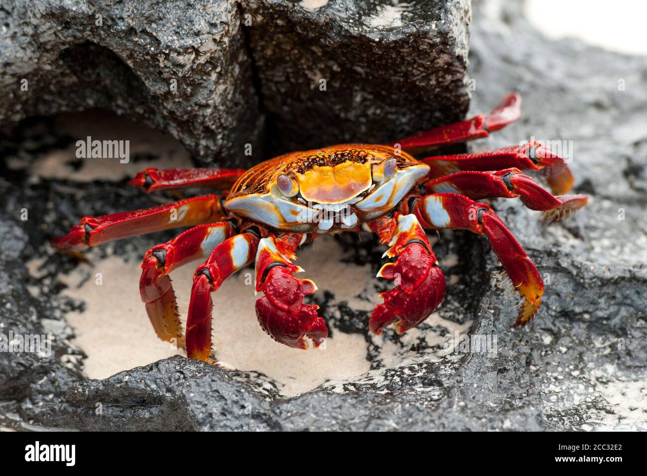 Sally Lightfoot Crab (Grapsus grapsus) Stock Photo