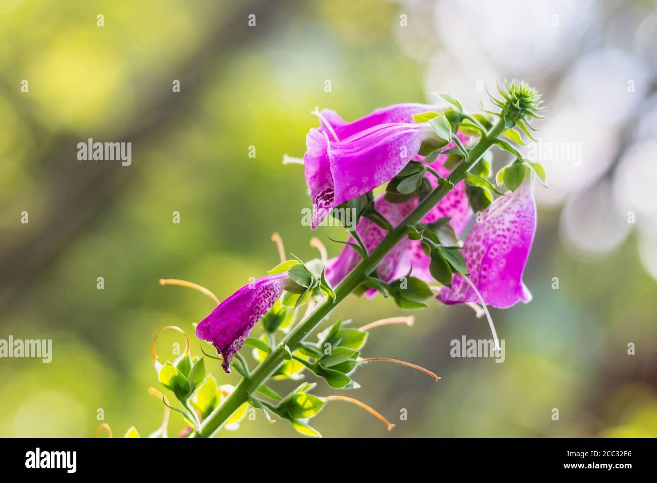 Digitalis purpurea - purple flowers of wild plant, summer day in nature Stock Photo