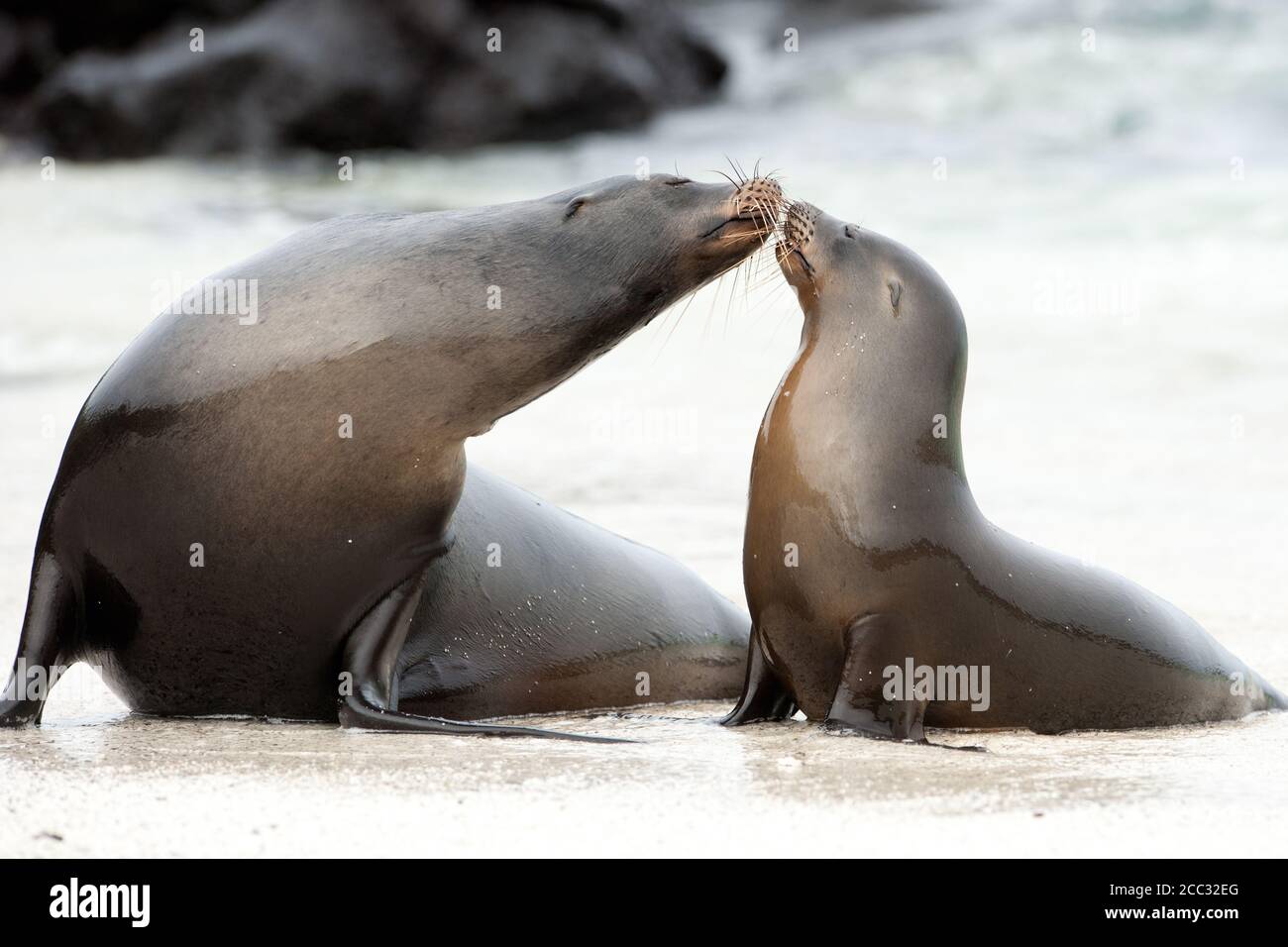 A young Galapagos Sealion (Zalophus wollebaeki) kisses its mother Stock Photo