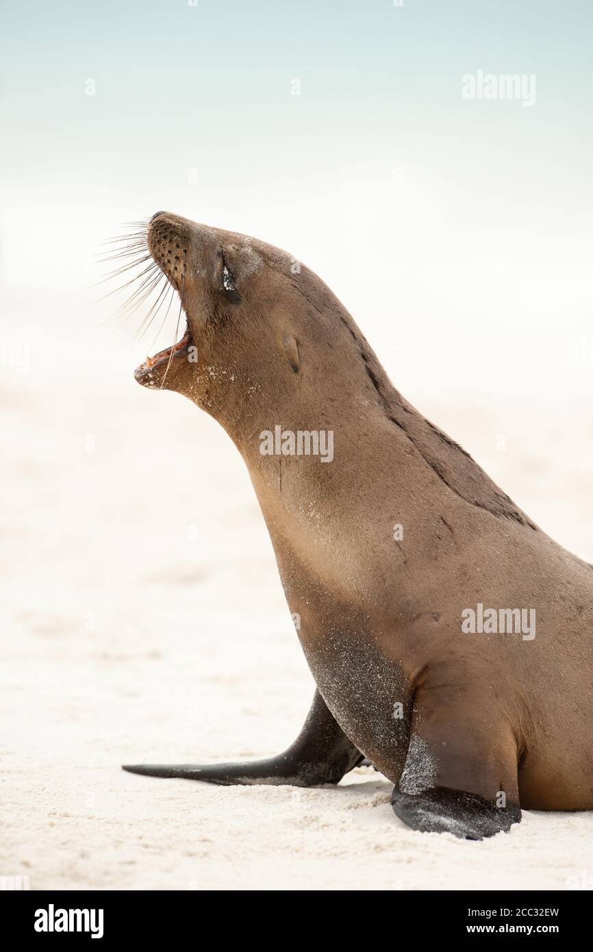 A Galapagos Sealion (Zalophus wollebaeki) yawns Stock Photo