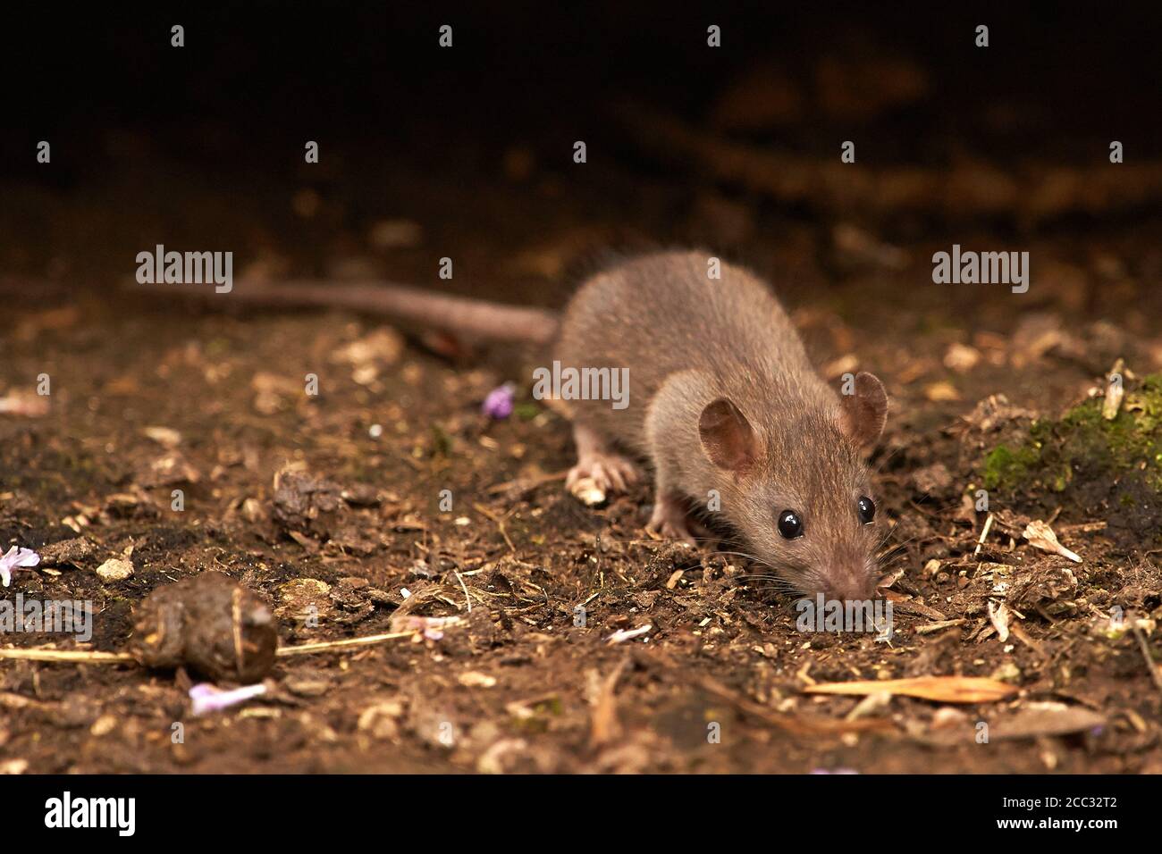 A wild Brown Rat (Rattus norvegicus) Stock Photo