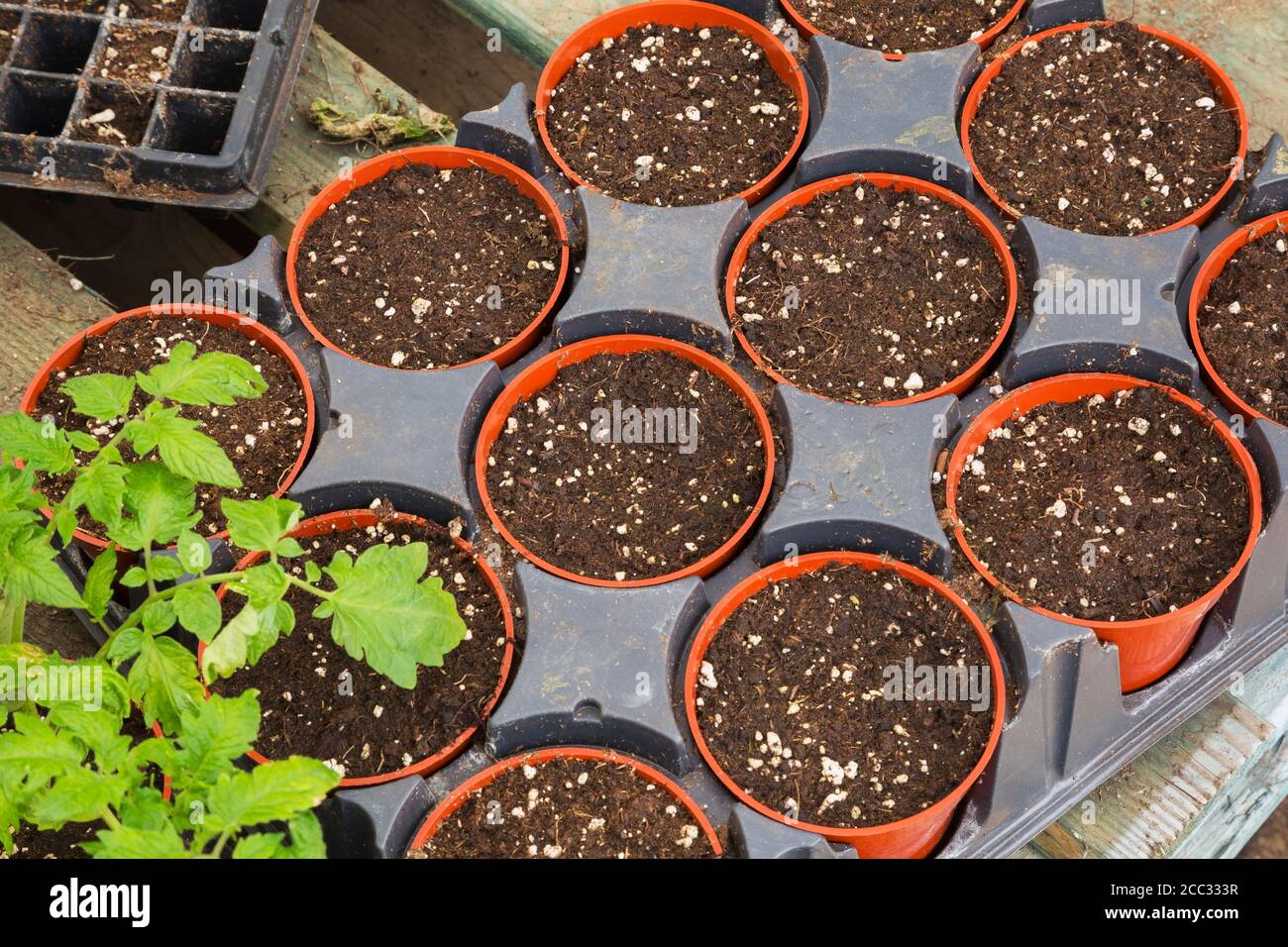 Rows of red plastic containers filled with enriched humus ready for