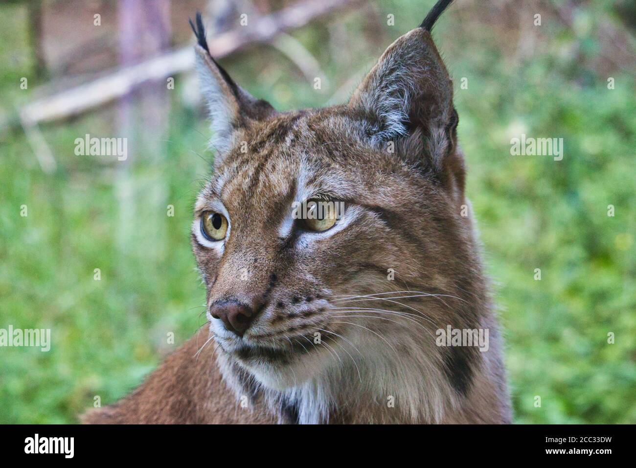 Eurasian Lynx Portrait Stock Photo