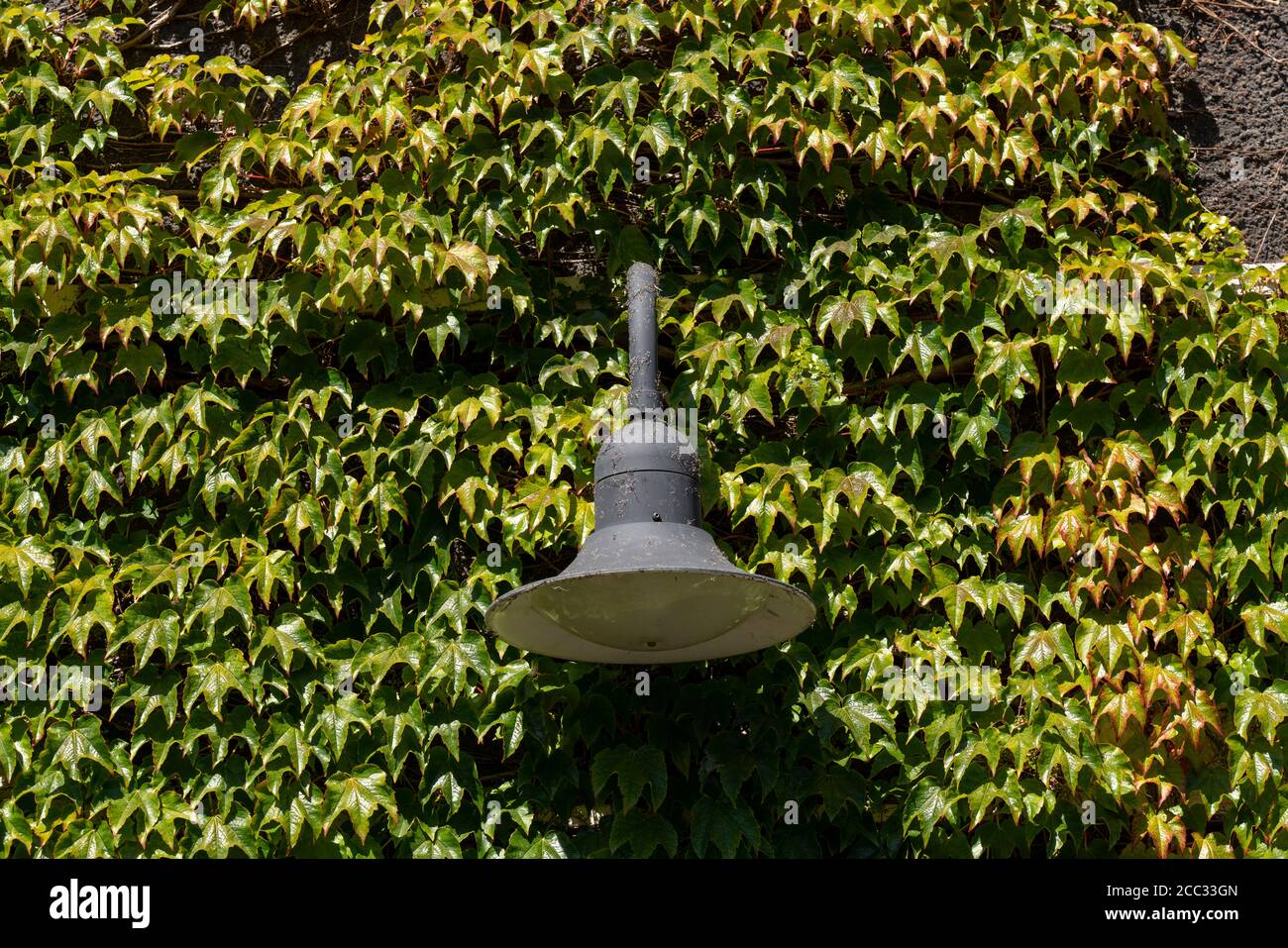 Efeu Fassaden in Siedlung Margarethenhöhe, unter Denkmalschutz stehende Gartenstadt Siedlung, gebaut von 1906 bis 1938,  Essen, Deutschland Stock Photo