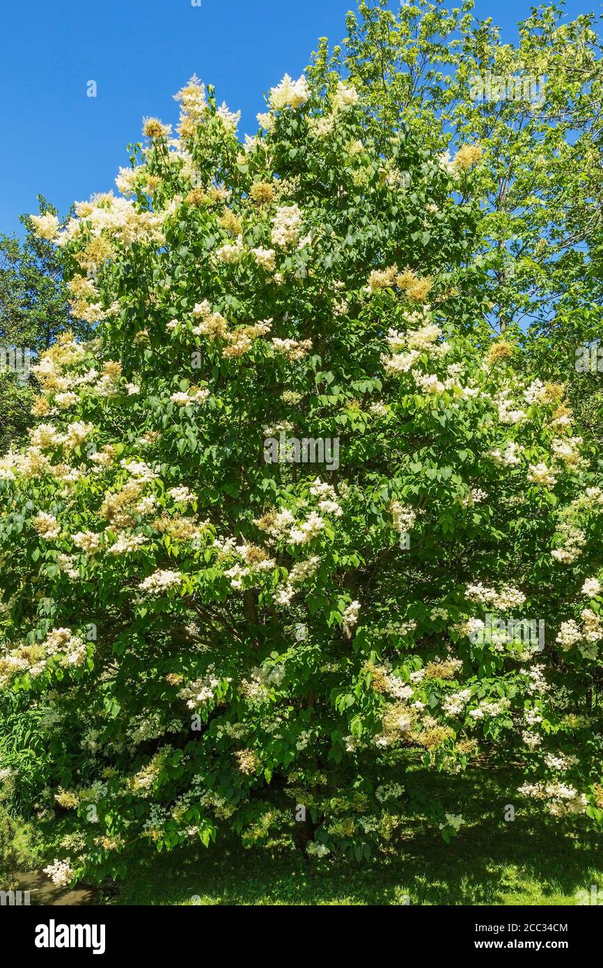 Syringa reticulata Japanese Tree Lilac with flowers turning brown in