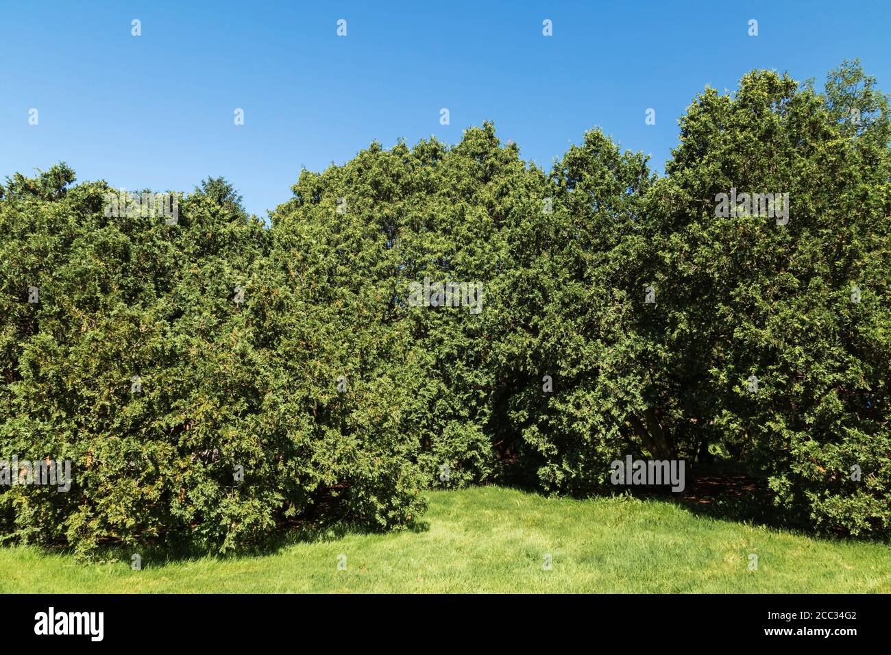 Thuja occidentalis 'Wareana' Eastern White Cedar trees on green grass lawn. Stock Photo