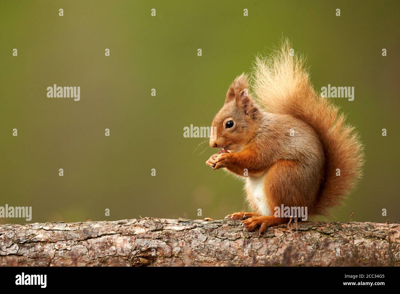 Red Squirrel  (Sciurus vulgaris) Cairngorms National Park, Scotland, United Kingdom Stock Photo