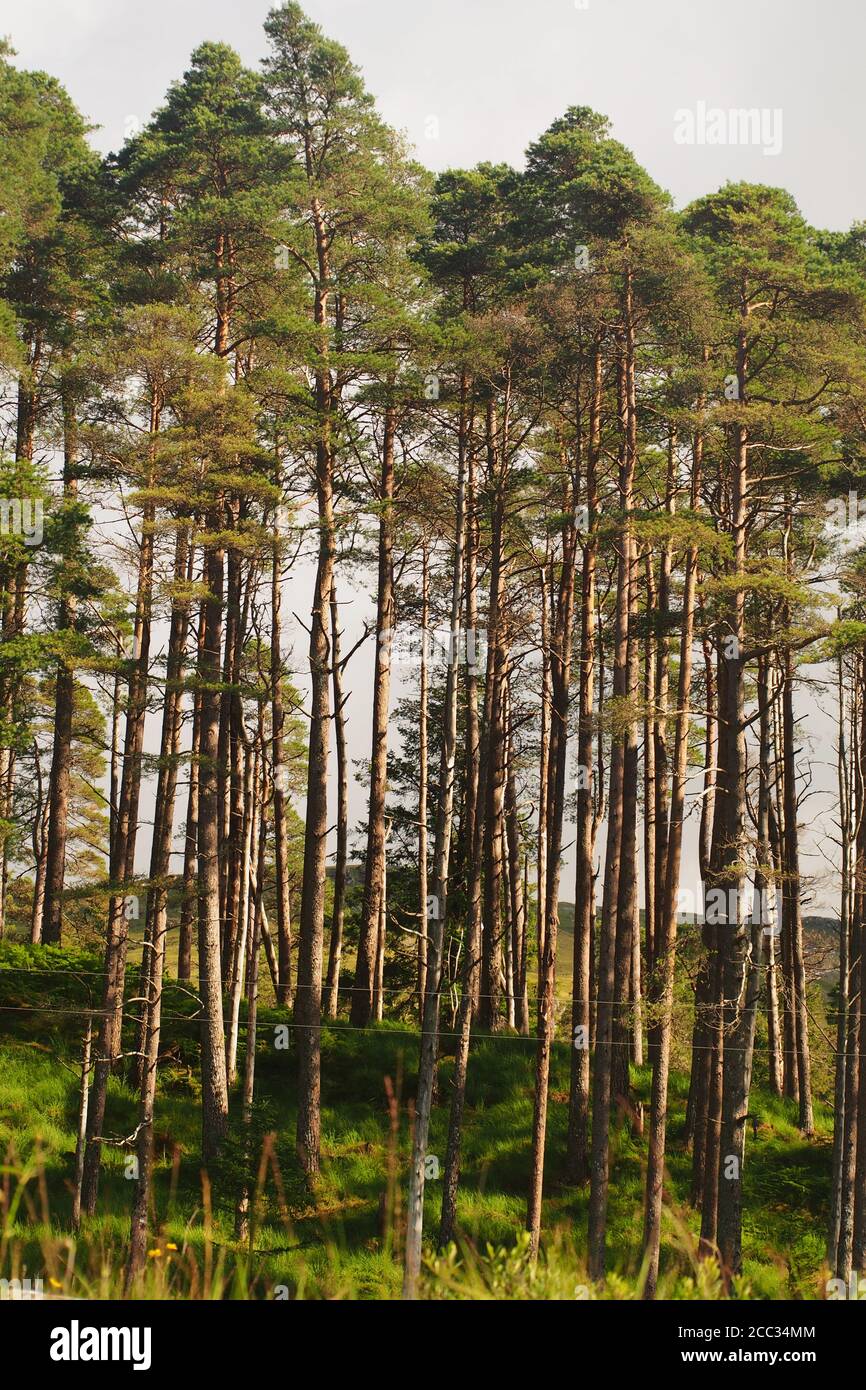 A large clump of evergreen trees by the river Orchy, Scotland, planted by the forestry commision mostly used in paper production Stock Photo