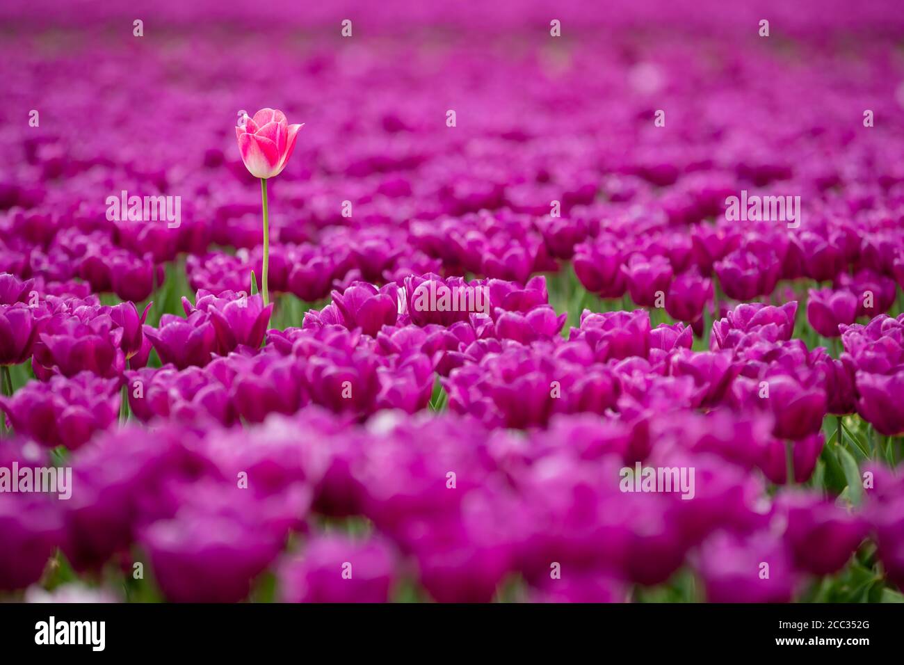 Tulip flowers grown for cut flower market growing in a field Stock Photo