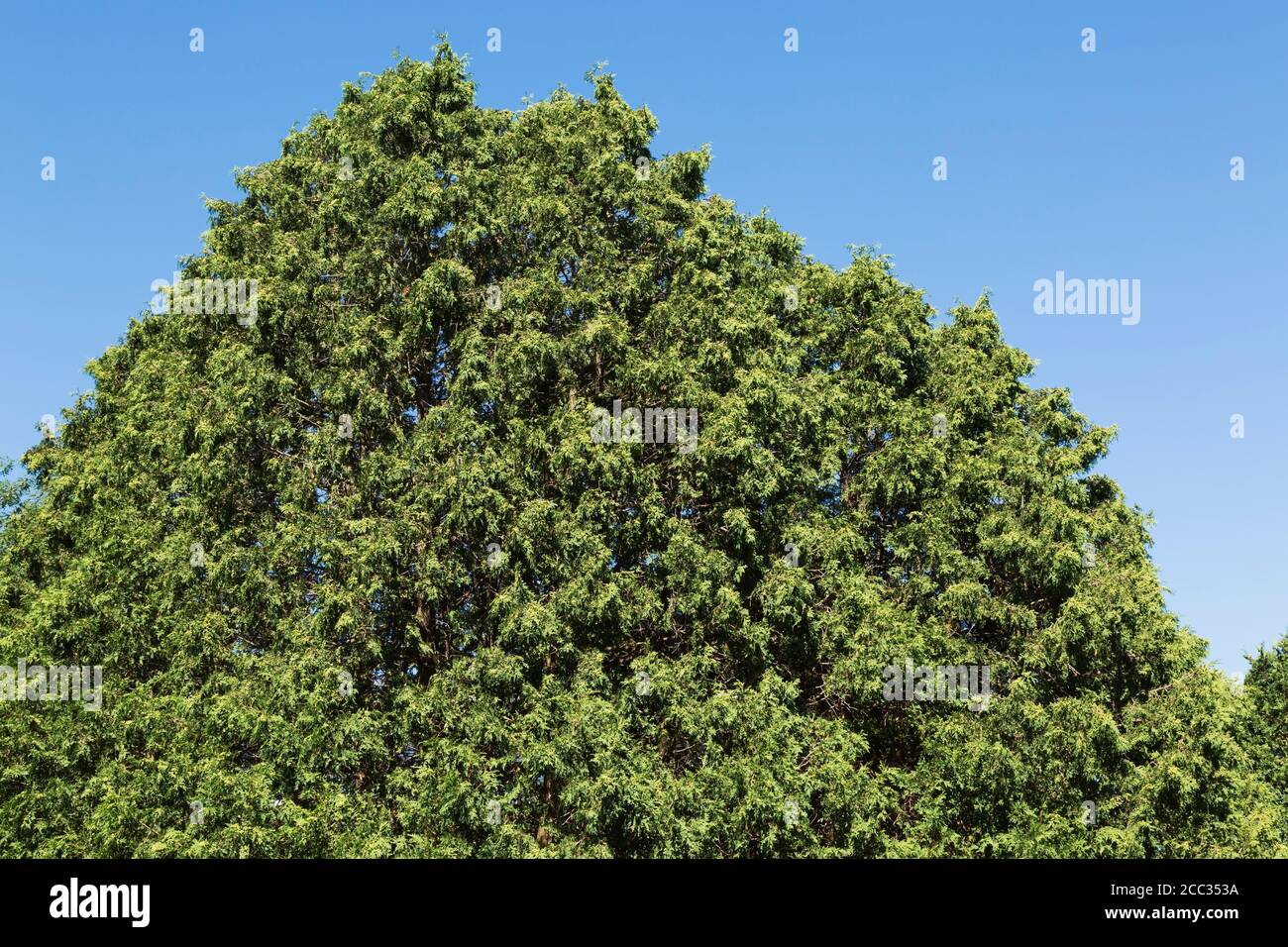 Thuja occidentalis 'Wareana' Eastern White Cedar tree. Stock Photo
