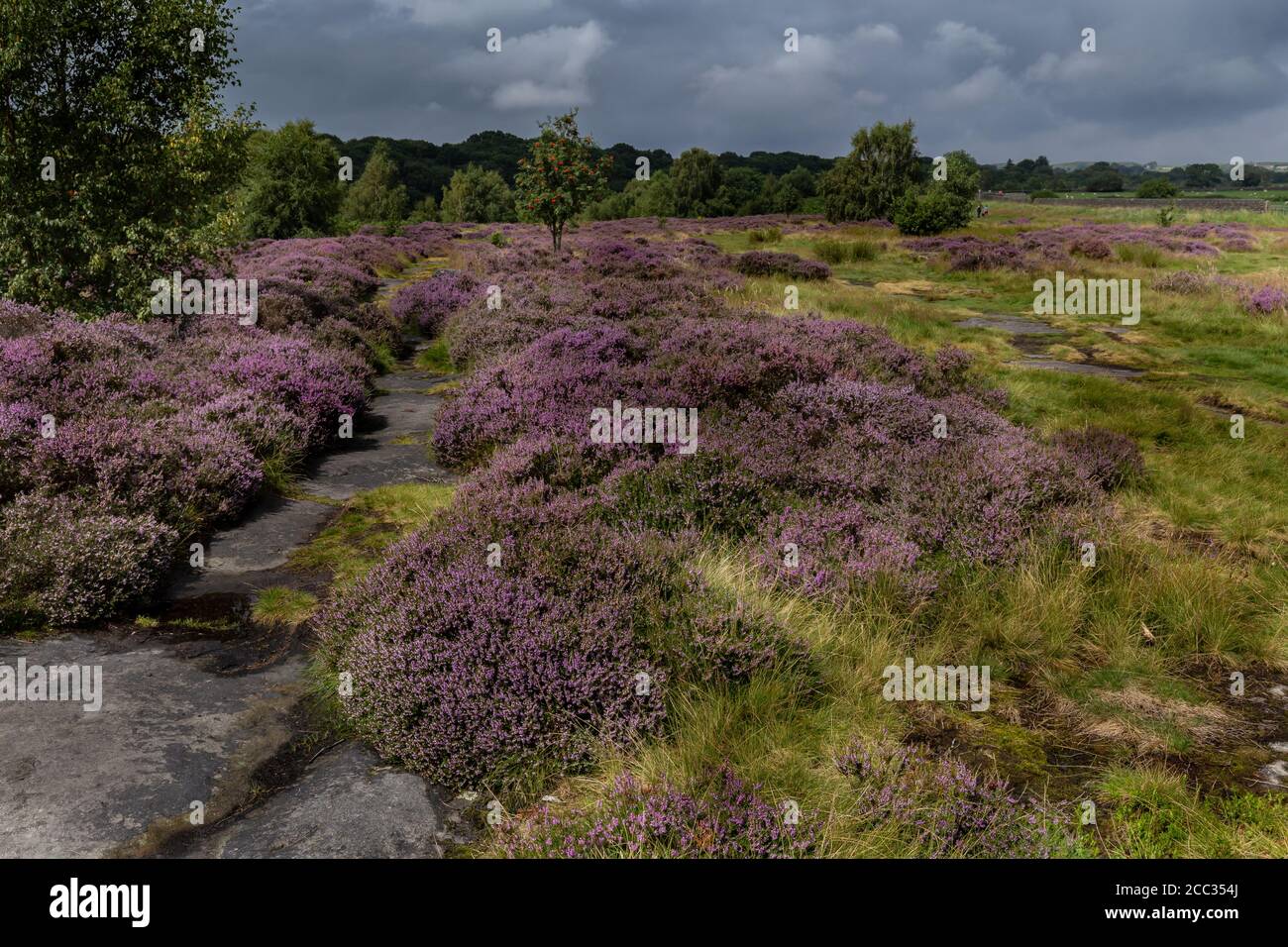 Purple Heather on Shipley Glen in Baildon. Yorkshire. Stock Photo