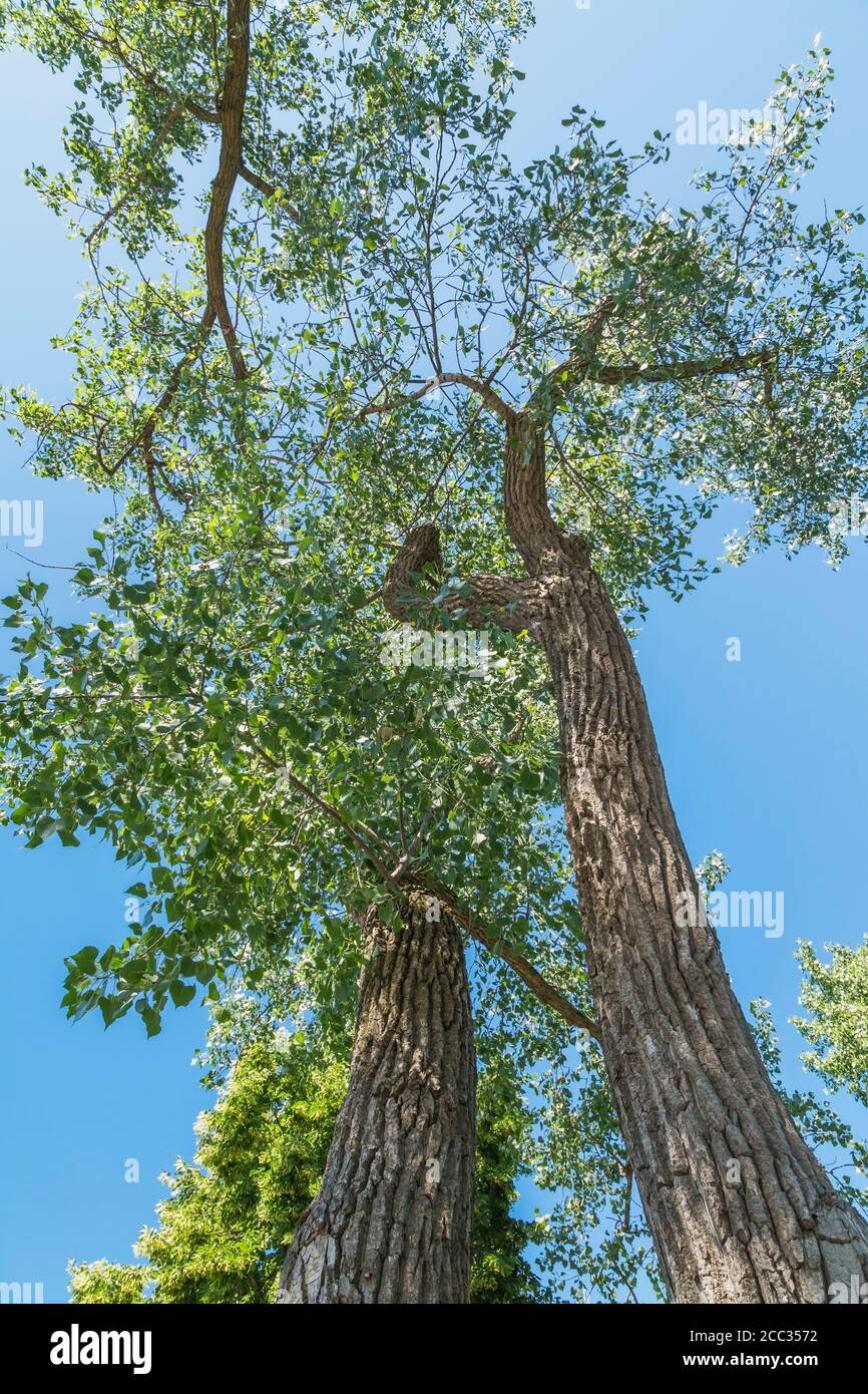 Populus deltoides - Eastern Cottonwood Poplar tree. Stock Photo
