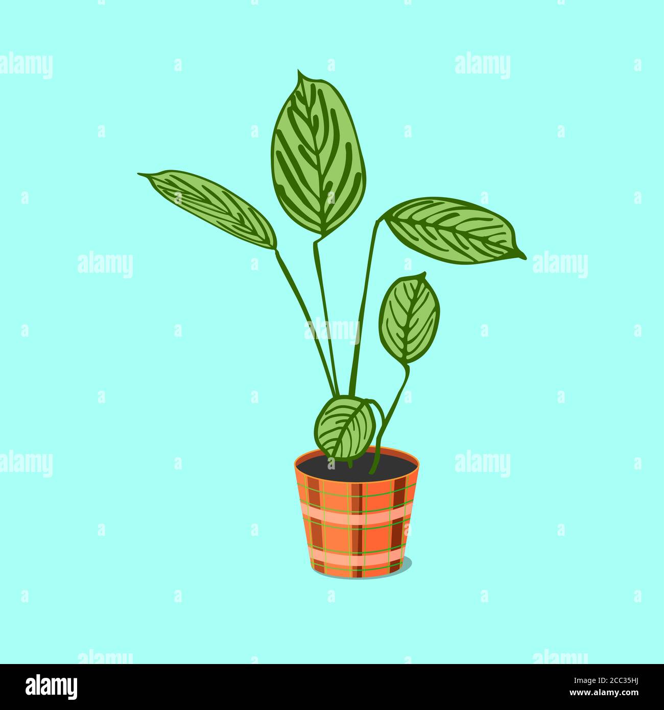 houseplant Ctenanthe burle-marxii with striped leaves in an orange with yellow and pink stripes pot Stock Vector