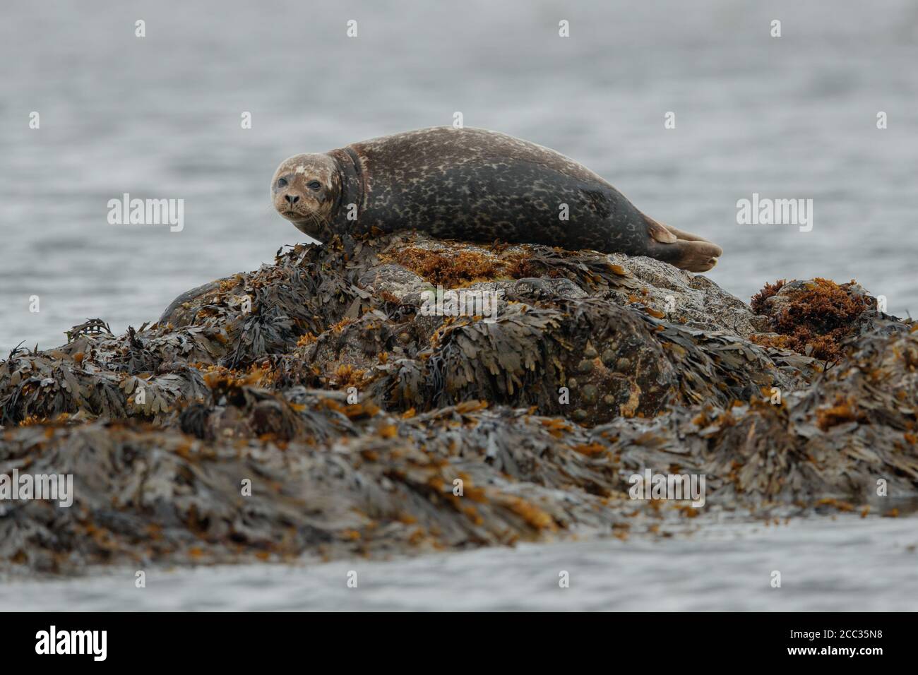 Common or Harbour Seal (Phoca vitulina) Stock Photo