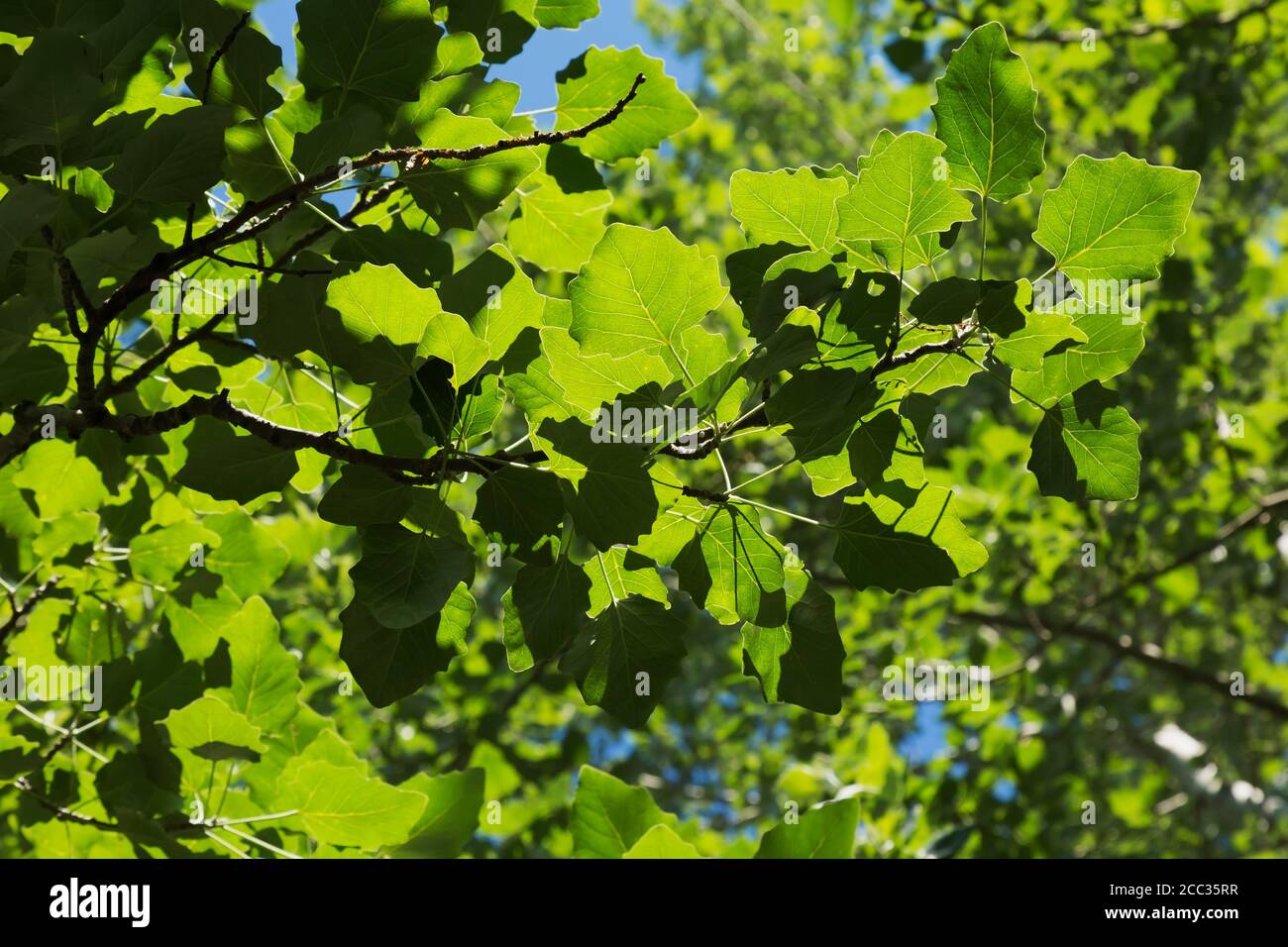 Populus Poplar tree leaves Stock Photo Alamy