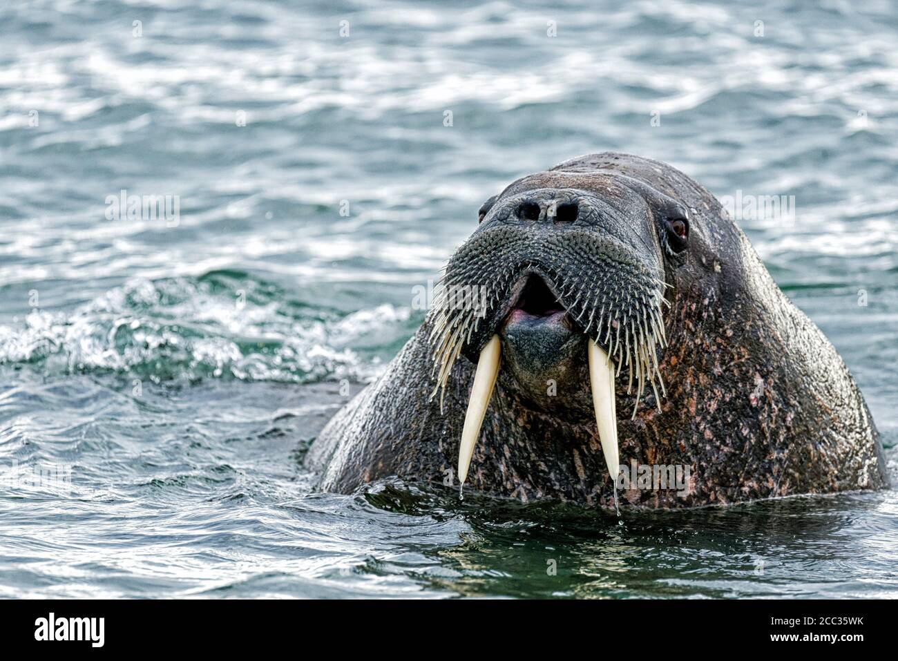 Walrus (Odobenus rosmarus) with open mouth  in sea at Torellnesfjellet, Nordaustlandet, Svalbard, Norway Stock Photo
