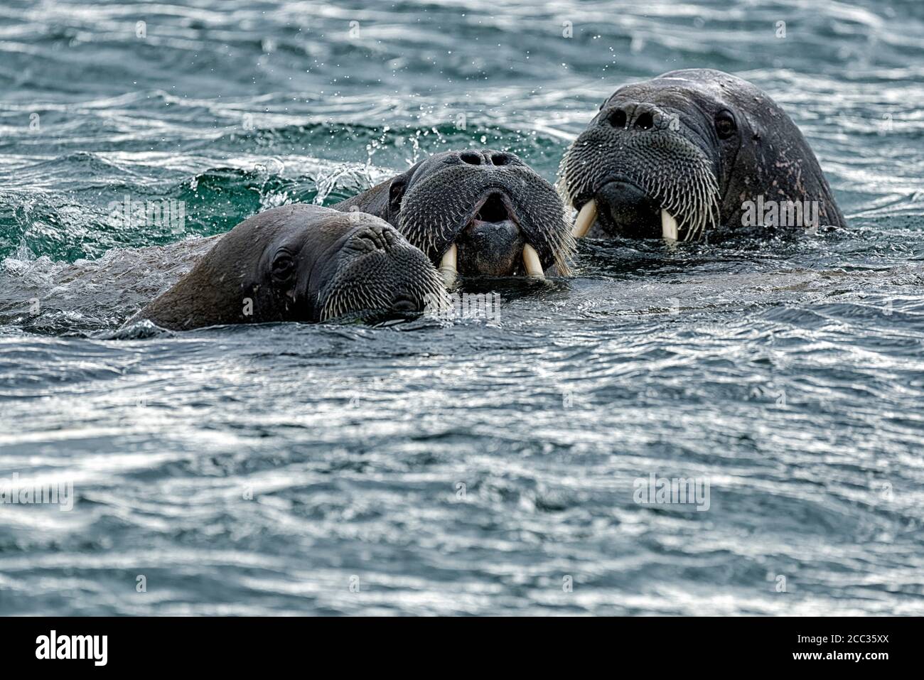Group of Walrus (Odobenus rosmarus),  in sea at Torellnesfjellet, Nordaustlandet, Svalbard, Norway Stock Photo