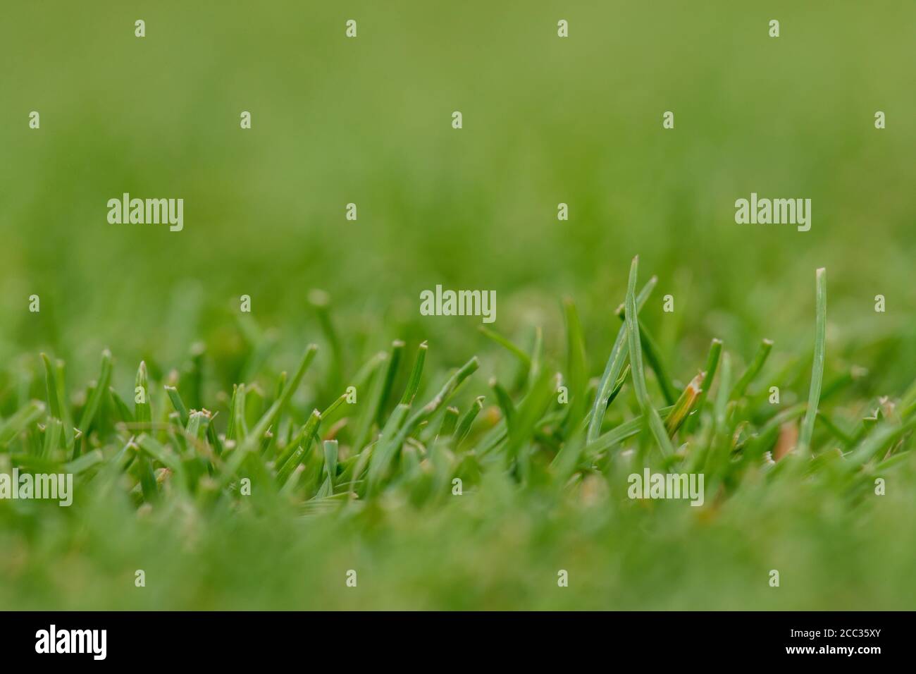 Grass at Wimbledon Championships Stock Photo Alamy